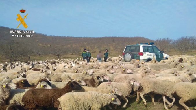 La Guardia Civil investiga a un ganadero por apropiación indebida y hurto de cerca de 300 ovejas